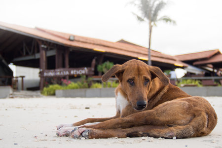 Thai brown dog relaxing on sand beach, Thailand.の写真素材