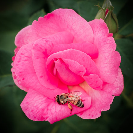 Bee with Pink Rose Flower.の写真素材