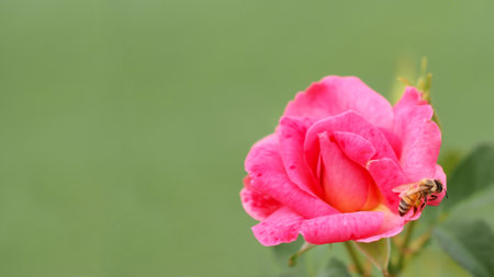 Bee with Pink Rose Flower, Selective focus.の写真素材