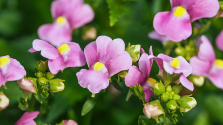 Nemesia flowers. Close up.の写真素材