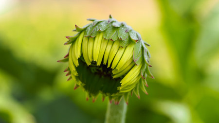 Gerbera flower bud. Selective focus.の写真素材