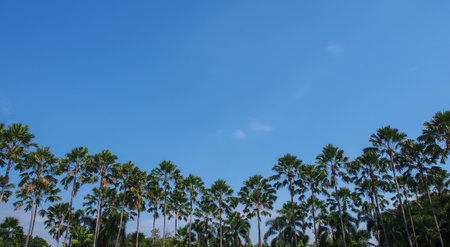 Coconut plam tree against clearly blue sky.の写真素材