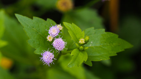 Siam weed, Chromolaena odorata.の写真素材