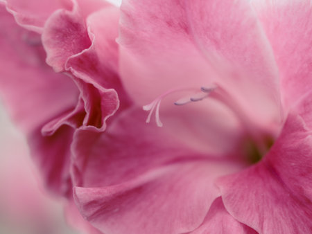 Close up gladiolus pollen. Macro Close up and soft focus background.の写真素材