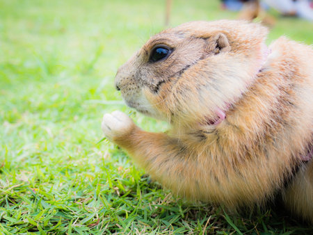 Prairie dog eating a leaf of grass. Close up.の写真素材