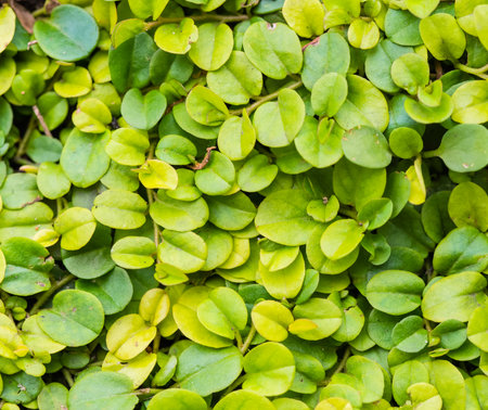 Green leaf background. Ficus pumila plant.の写真素材