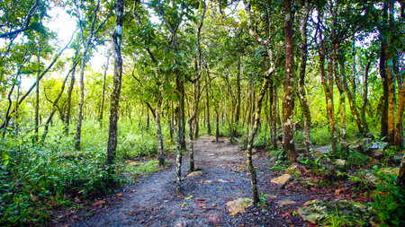 Tropical forest trail. Pa Hin Ngam National Park, Chaiyaphum Province, Thailand.