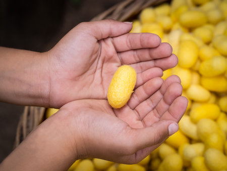 Golden cocoon on hand.の写真素材