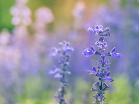 Blue salvia flower. Selective focus background.の写真素材