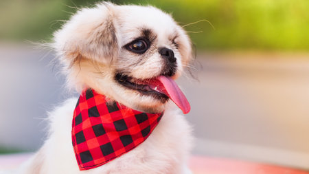 Pekingese puppy wearing a cute red-black scarf. Close up.の写真素材