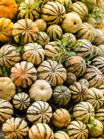 A bunch of pumpkins at an open-air farmers' market. Background.の写真素材