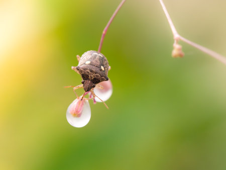 Brown beetle sucking a nectar from weed flower bud.  Selective focus.の写真素材