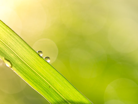 Dew drop on the grass leaf with sunlight bokeh background. Texture background.の写真素材