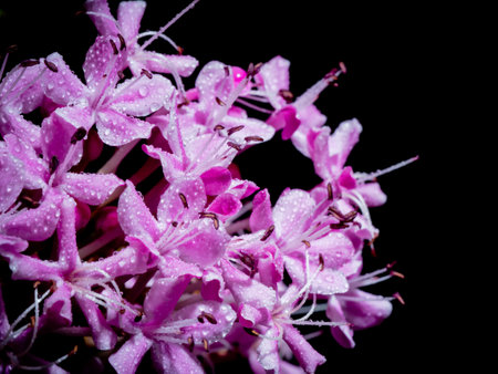 Pink flower bouquet with water drops on black background.の写真素材
