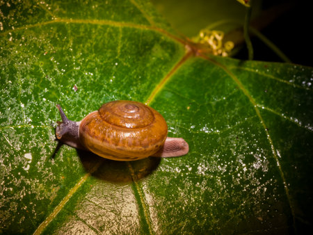 Snail crawling on green leaf. Macro and backgroundの写真素材