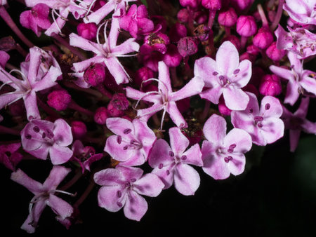 Pink flower bouquet with water drops on black.の写真素材