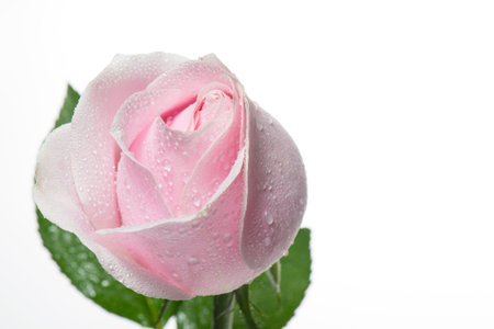 Beautiful pink rose with dew drops. Isolated on white background.の写真素材
