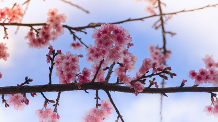 Pink Wild Himalayan Cherry flower. Background.