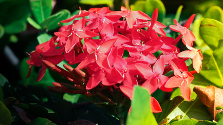 Blooming red Ixora siamensis flower. Backgroundの写真素材