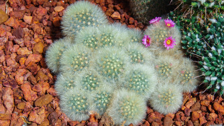 Group of Mammillaria laui, Cactus. Background.の写真素材