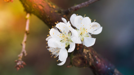 Blooming white plum flower. Background.