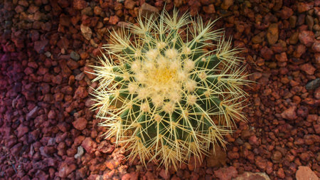 Top view of Golden Barrel Cactus, Echinocactus Grusonii Plant.の写真素材
