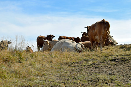 Flock of cows in mountain pastureの写真素材