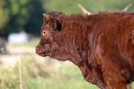 Salers veal in pastureの写真素材