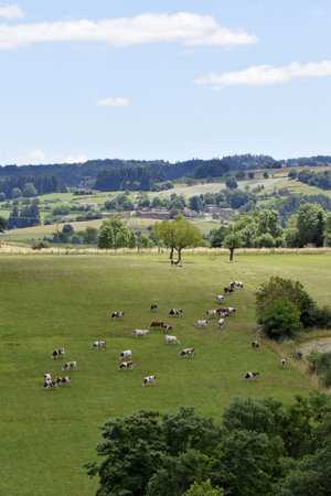 Landscape with flock of MontbÃ©liard cows in pasture