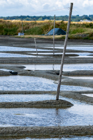 salt marshesの写真素材