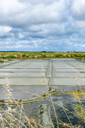 salt marshesの写真素材