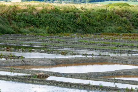salt marshes
