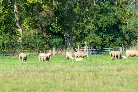 sheep farming in mountain pastureの写真素材