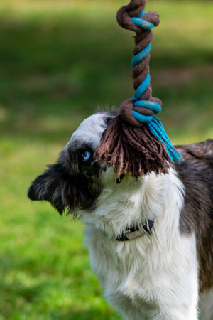 portrait of australian shepherd dogの写真素材