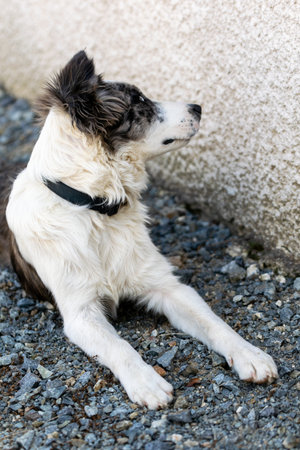 portrait of australian shepherd dogの写真素材