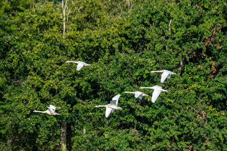 view of flight of white swansの写真素材