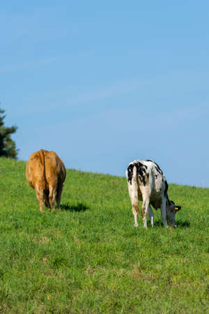 group of holstein cows in pastureの写真素材