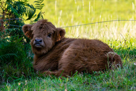 portrait of higland veal in pastureの写真素材