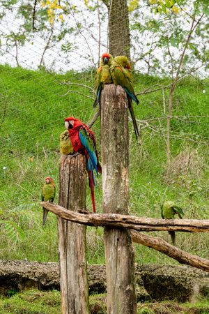 Green-wingerd macaw and military macaw of bolivia on a wooden pole