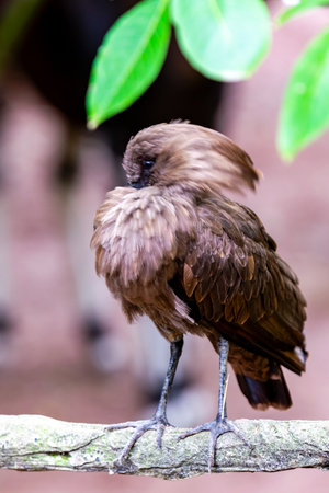 portrait of african umbrella on a branchの写真素材