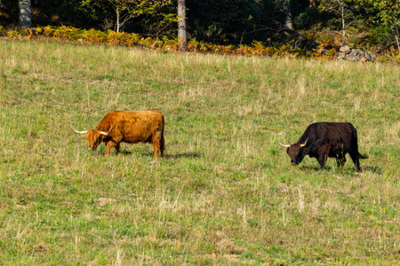 group of higland cows in pasture