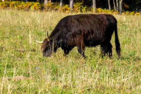portrait of higland cow in pastureの写真素材