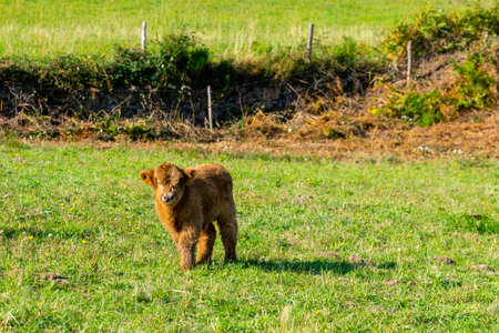 portrait of higland veal in pastureの写真素材