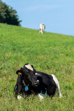 portrait of holstein cow in pastureの写真素材