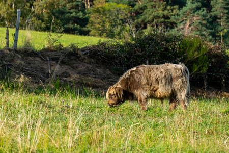 portrait of higland cow in pastureの写真素材