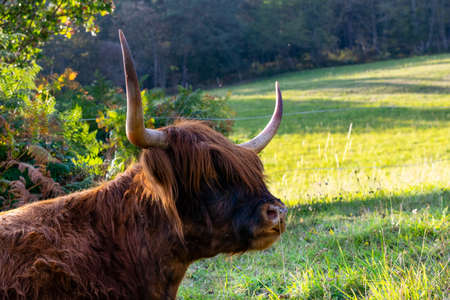 portrait of higland cow in pasture