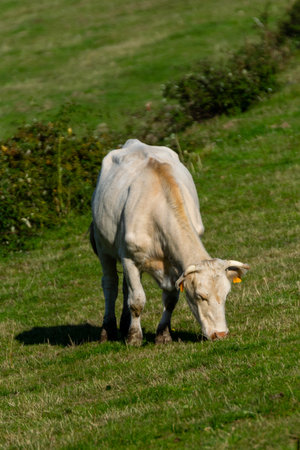 portrait of charolais cow in pastureの写真素材