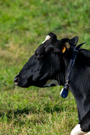 portrait of holstein cow in pastureの写真素材