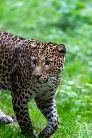 portrait of leopard in the grassの写真素材