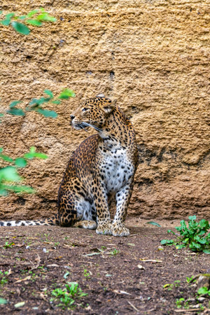 portrait of leopard in front of the cliffの写真素材